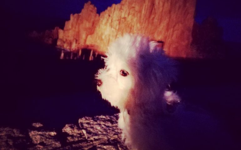 Le foto dei lettori. Il piccolo Toby in posa alle Rocce Rosse di Marianna Setti