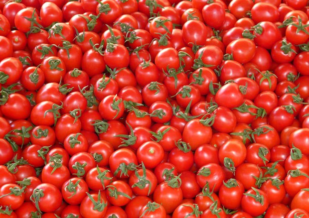 Northumbria University: pomodori grandi alleati per la prevenzione di malattie cardiovascolari