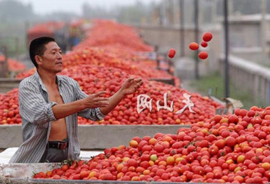 I pomodori cinesi invadono la Sardegna. Coldiretti: “Concorrenza sleale per i prodotti di qualità sardi”
