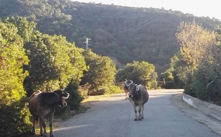 Le foto dei lettori. “Curiosi incontri lungo la strada per Coccorrocci” di Matteo Corona