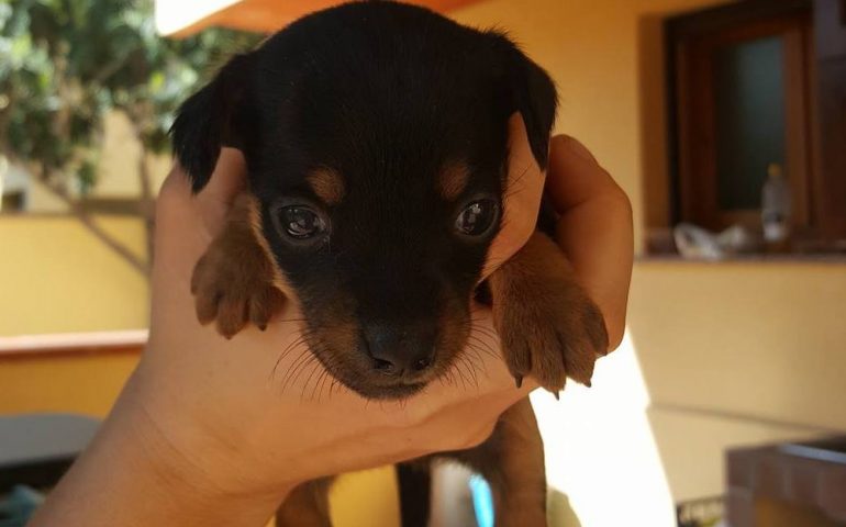 L’angolo delle adozioni. Sei cuccioli meticci, futura taglia piccola, cercano casa