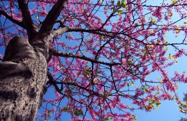 Tortolì in Fiore ( foto A.Useli)