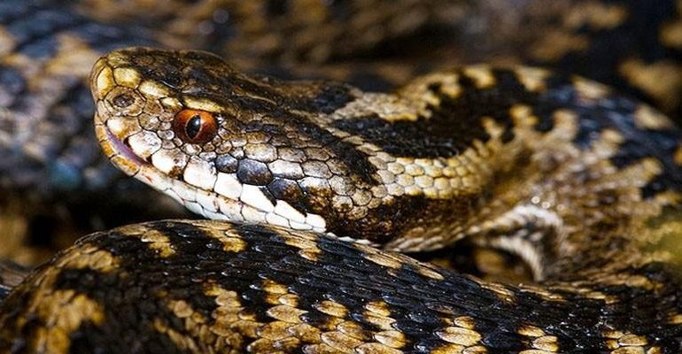 Lo sapevate? In Sardegna milioni di anni fa pare vivessero vipere e serpenti velenosi. Perché adesso nell’Isola non ci sono più?
