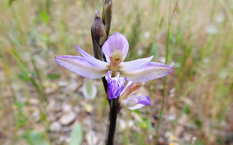 Le foto dei lettori. Una bellissima orchidea spontanea ma poco comune alla Sughereta