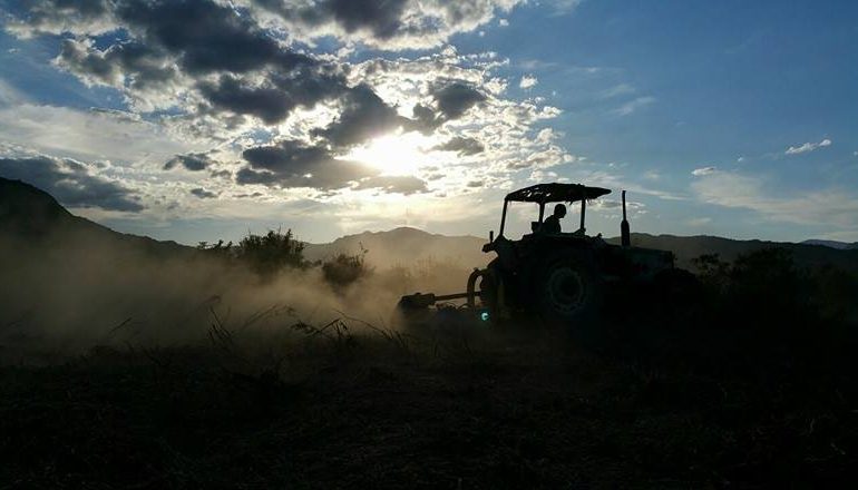 Le foto dei lettori. Il ritorno alla terra in Ogliastra in uno scatto di Salvatore Marongiu