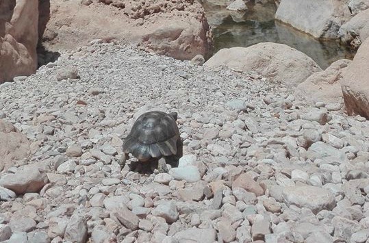 Eccezionale a Gorropu: un raro esemplare di tartaruga sarda gigante avvistata tra i massi del canyon