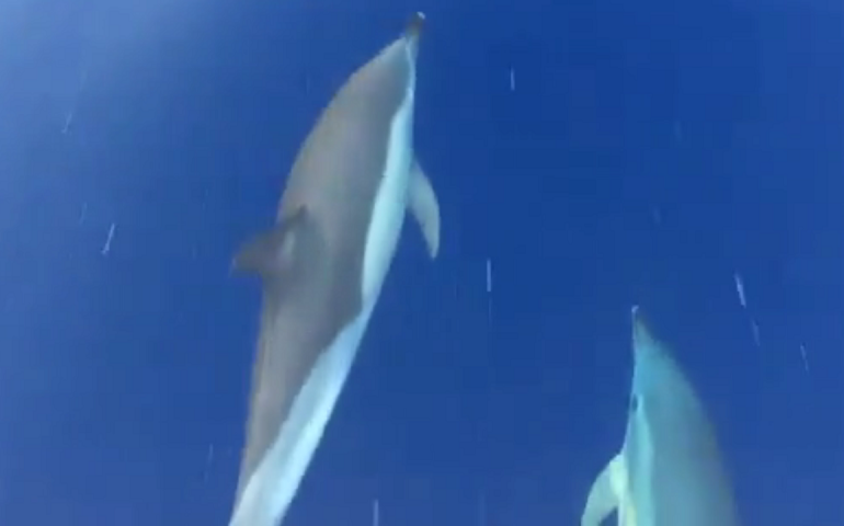 La danza dei delfini nel mare d’Ogliastra. L’emozionante video di Fabrizio Piras ( GUARDA IL VIDEO)