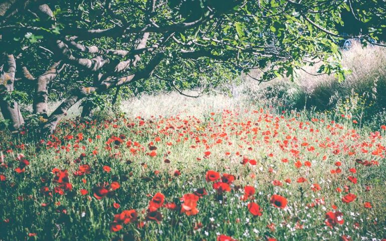 Foto dalla Sardegna. “Impressionismo sardo”: il campo di papaveri