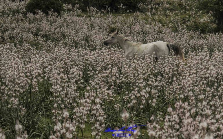 Le foto dei lettori. Fauna e flora in total white a Gairo