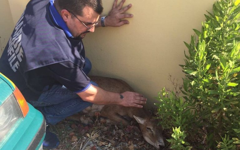 Porto Frailis, cerbiatto aggredito dai cani randagi salvato da un commissario ANPANA