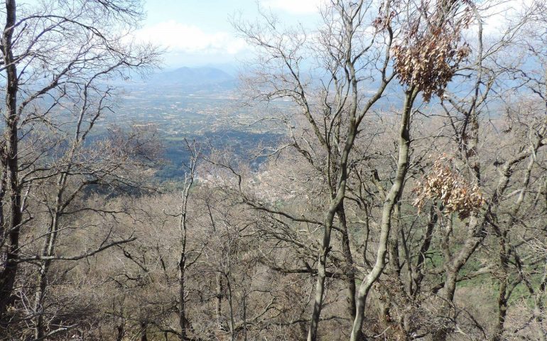 In Ogliastra interi boschi sembrano bruciati. Colpa della lymantria