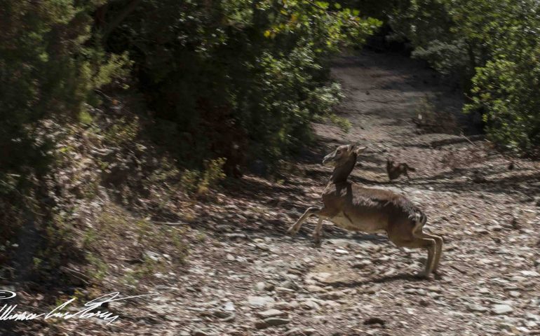 Le foto dei lettori. Incontri speciali a Gairo