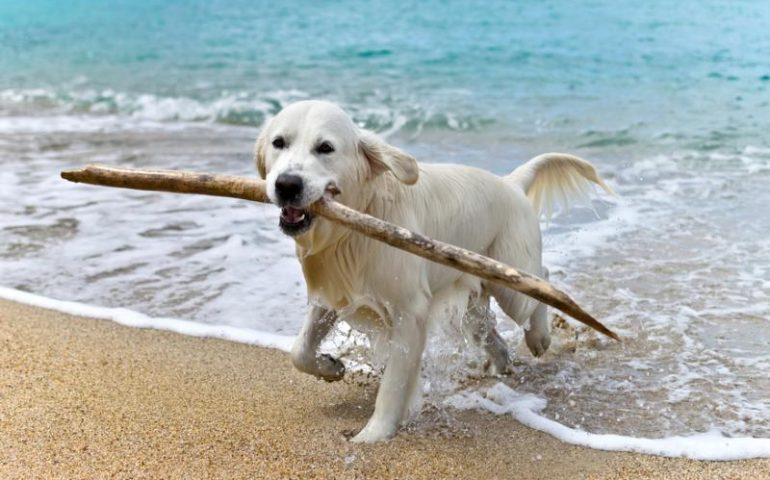 A Santa Maria Navarrese una spiaggia aperta ai cani