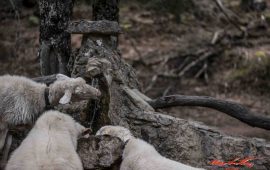 siccità ( foto C.Mascia)