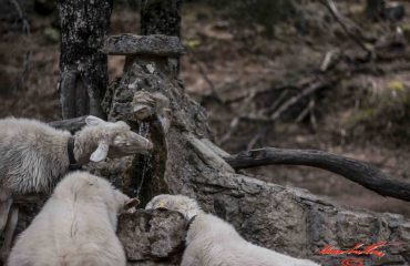 siccità ( foto C.Mascia)