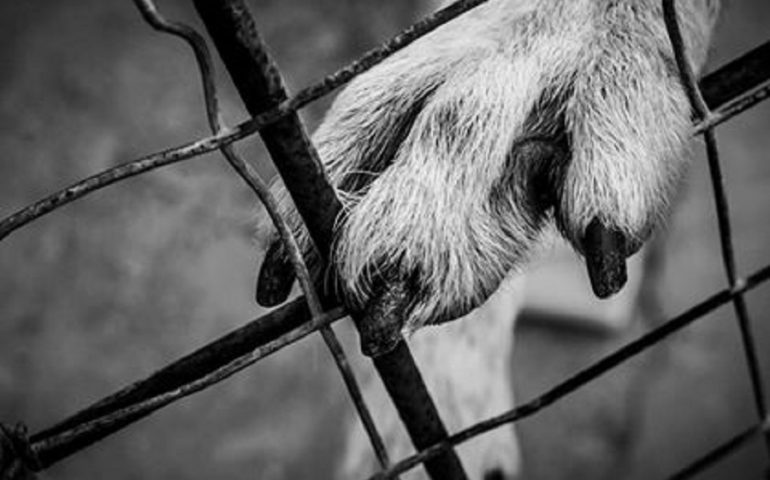 Reportage fotografico. Vita da rifugio: le bellissime immagini dell’amore che lega i volontari ai cani