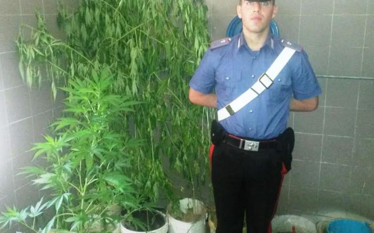 Bari Sardo, coltivazione illecita di cannabis, nei guai un 63enne del paese