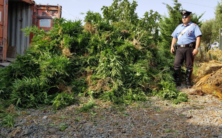 Blitz antidroga a Selargius: scoperta piantagione con 800 piante di marijuana