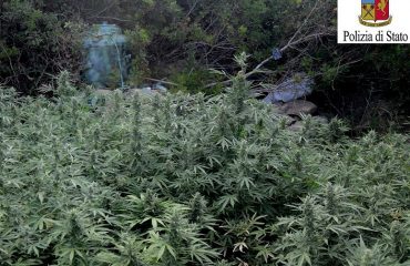 La piantagione di marijuana trovata a Tortolì