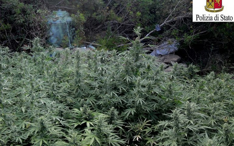 La piantagione di marijuana trovata a Tortolì