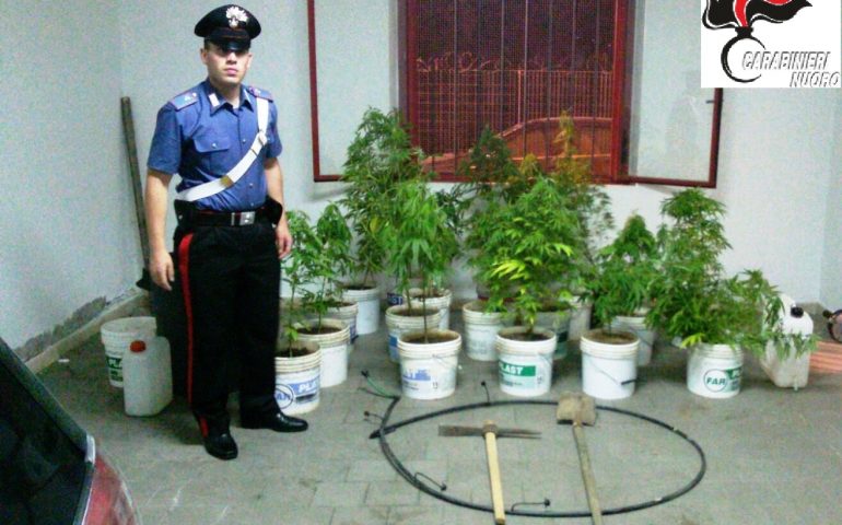 Colto in flagrante mentre coltivava 30 piante di cannabis, arrestato 58enne di Bari Sardo