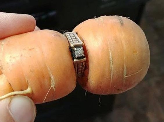 Ha ritrovato, grazie a una carota, l’anello di fidanzamento perso 13 anni fa nell’orto