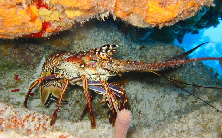 Aragoste sotto taglia. All’Asinara un progetto per proteggerle dalla pesca illegale