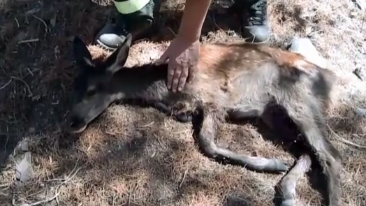Cerva ferita soccorsa dalla Forestale: ora si trova al sicuro in una clinica specializzata