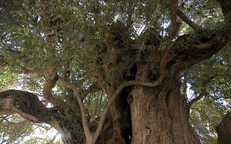 “Storie d’Ogliastra”, il documentario di Vincenzo Ligios chiude in bellezza la Pastorale del Turismo a Tortolì