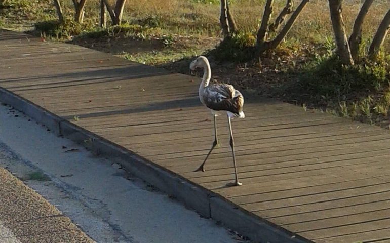 Vagava smarrito sulla spiaggia. Giovane fenicottero soccorso dai bagnanti al Lido di Orrì (FOTO)