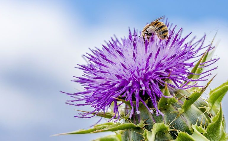 I mieli della Sardegna sono i più buoni d’Italia. Grandi riconoscimenti in Emilia per le produzioni isolane