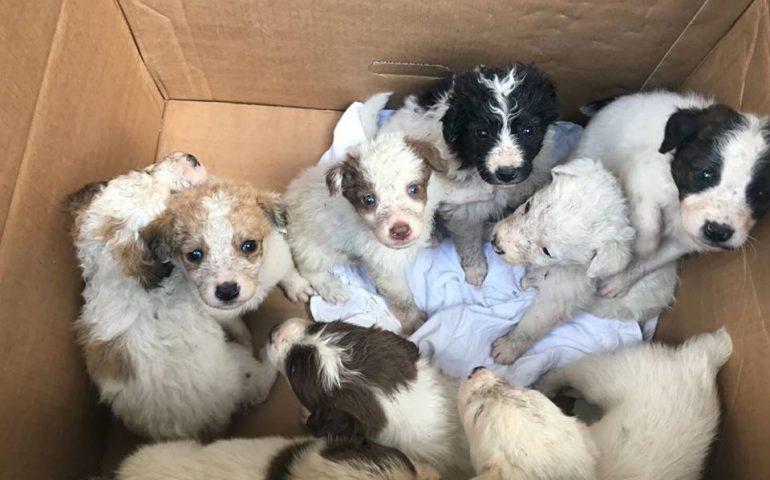Abbandonati senza pietà dentro una scatola di fronte al comune di Macomer. 9 cuccioli in cerca di casa