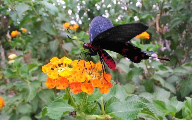 La “Butterfly House” di Olmedo: un paradiso tropicale dove volano in libertà 400 esemplari di farfalle FOTOGALLERY