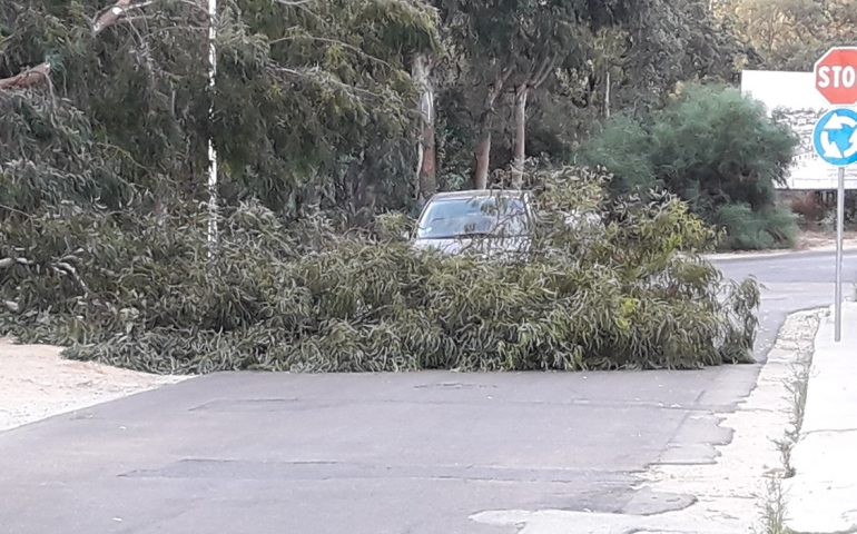 Fotonotizia. Eucaliptus cade in strada, traffico bloccato in via dei Portoghesi a Tortolì