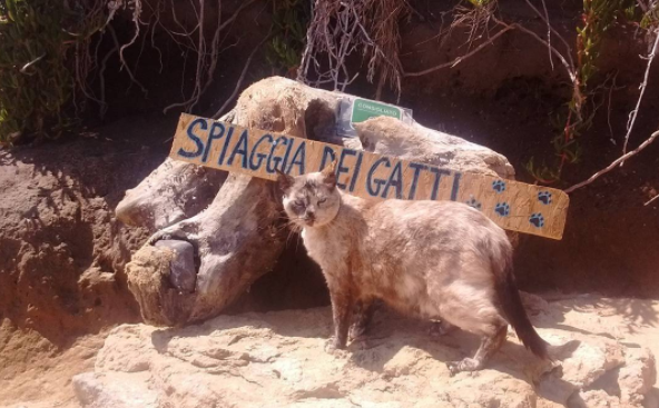 Il paradiso (e la spiaggia) dei gatti esiste e si trova in Sardegna: è l’Oasi felina di Su Pallosu FOTOGALLERY