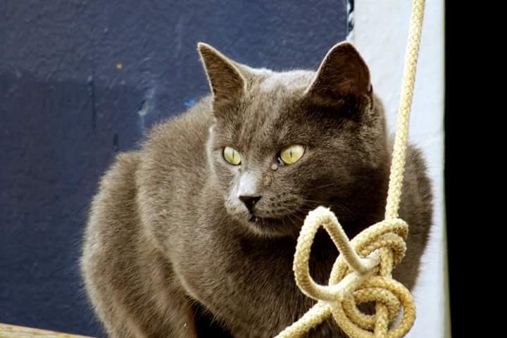 Tortolì, strage di gatti per le vie della città