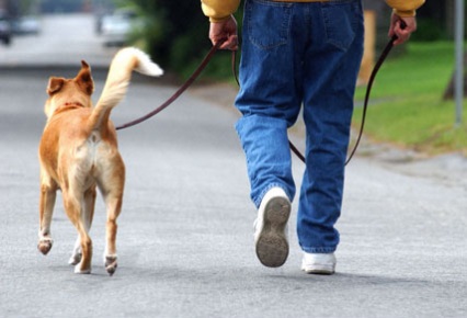 Il Patentino, a Tortolì un corso formativo per proprietari di cani