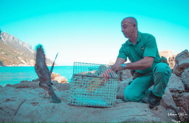 Baunei, falco pellegrino soccorso dalla Forestale, ieri da Pedralonga ha spiccato nuovamente il volo