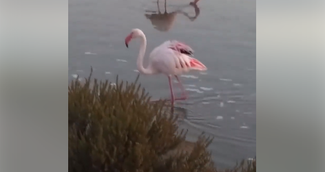 Incontro super ravvicinato con i fenicotteri. In Sardegna uno spettacolo ancora possibile (VIDEO)