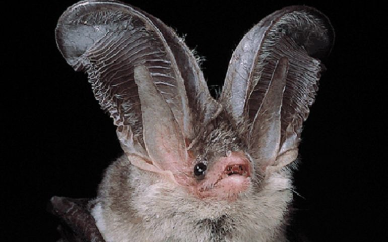 Lo sapevate? L’unica specie animale endemica d’Italia è un pipistrello. E vive in Ogliastra
