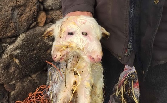 Nel territorio di Macomer è nato un agnello con due teste. Ignote le cause