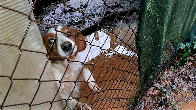 Cani da caccia uccisi per richiedere l’indennizzo. Una strage che vede la Sardegna ai primi posti in Italia