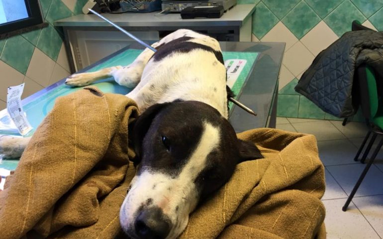 Nuoro, cane infilzato con un arpione da pesca e ricoverato alla Clinica Veterinaria Duemari di Oristano