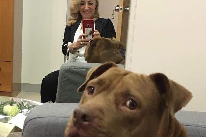 Palla al Maurizio Costanzo Show: il cane più famoso del web ospite questa sera in trasmissione