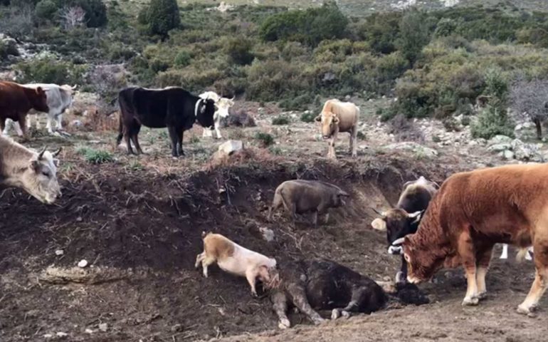 Peste suina, abbattuti 15 maiali al pascolo brado illegale tra Aritzo, Arzana e Desulo