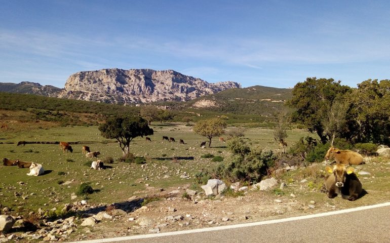 Le foto dei lettori. Una giornata di sole nel Supramonte di Urzulei