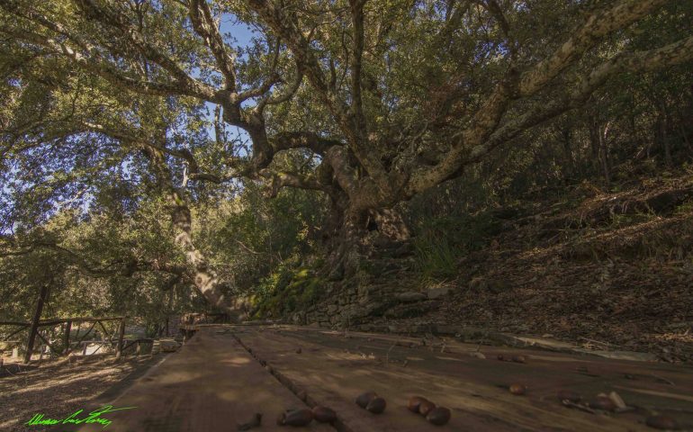 Le foto dei lettori. Alberi millenari d’Ogliastra