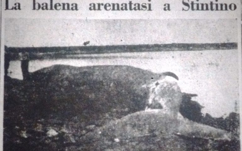 Lo sapevate? La balena spiaggiata a Platamona ha un precedente: a Stintino nel 1934 un altro enorme cetaceo si arenò a pochi chilometri di distanza