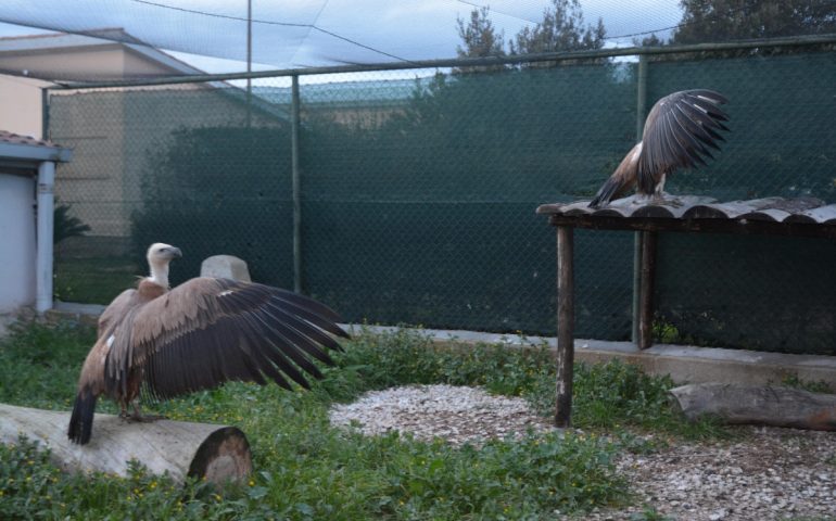 Lo zoo di Amsterdam dona due grifoni alla Sardegna. Uno dei due era stato allevato da “coppia gay”