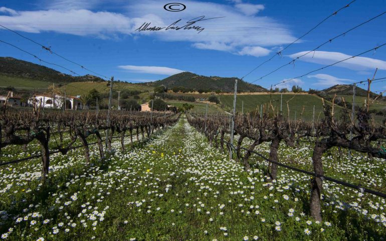 Le foto dei lettori. La primavera in Ogliastra non è lontana